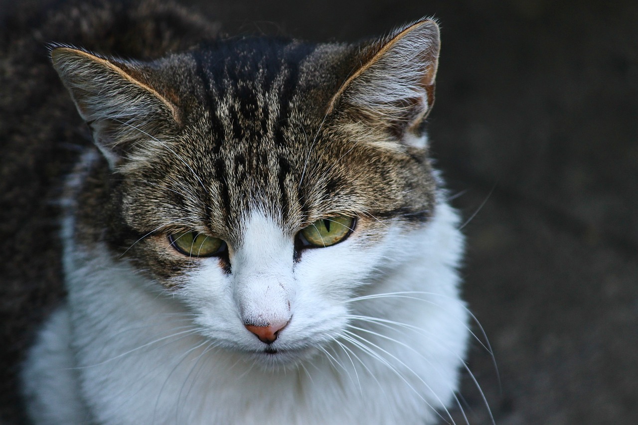 公司雇11只猫祛班气，一场别开生面的猫力变革