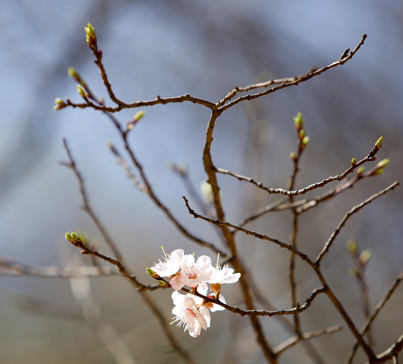 探秘合肥春日浪漫桃花盛宴——一场视觉与味觉的甜蜜邂逅